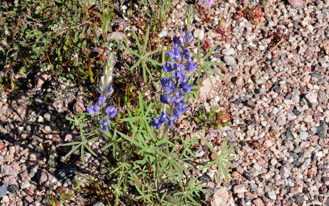 Lupinus sparsiflorus, Coulter's Lupine, Southwest Desert Flora